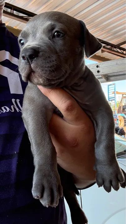 Lindo filhote de pit monster macho