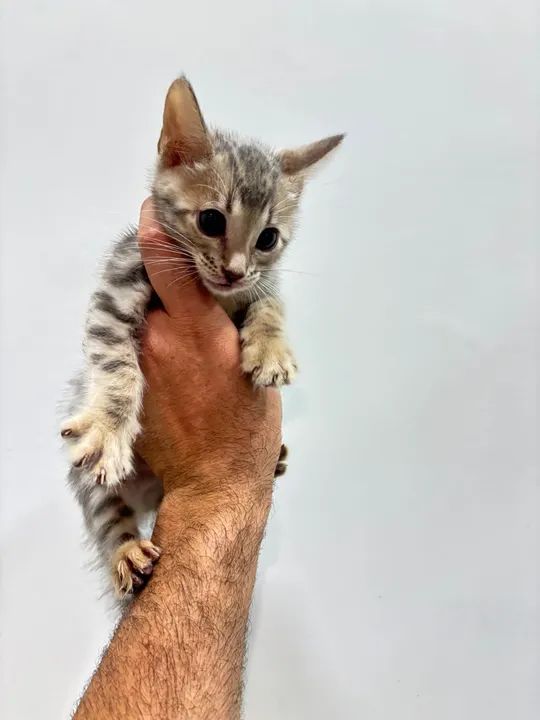 Gatinho Bengal entrega grátis 