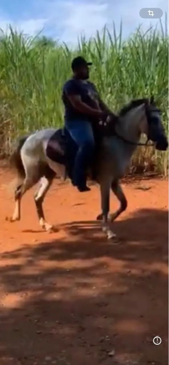 Égua meio sangue  - Foto 4