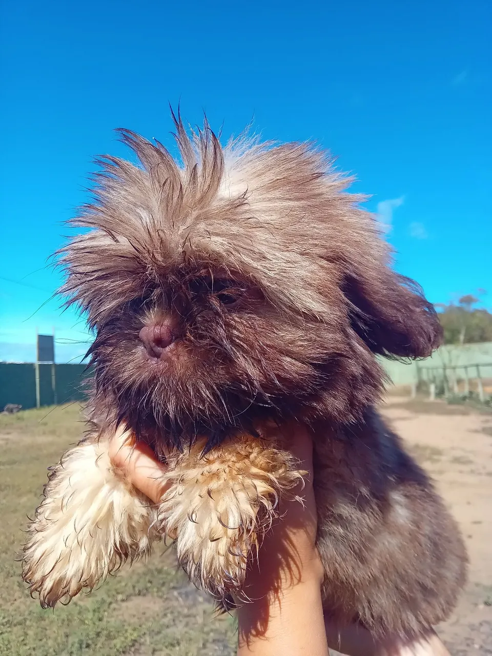 Filhote Shih Tzu Fofo e Charmoso