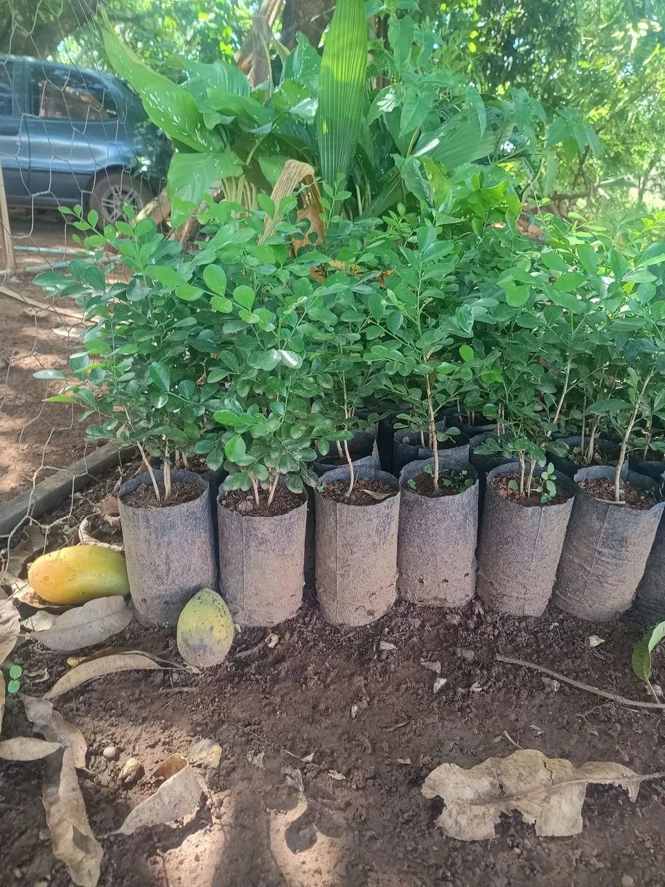 Murta pra cerca viva  - Foto 2