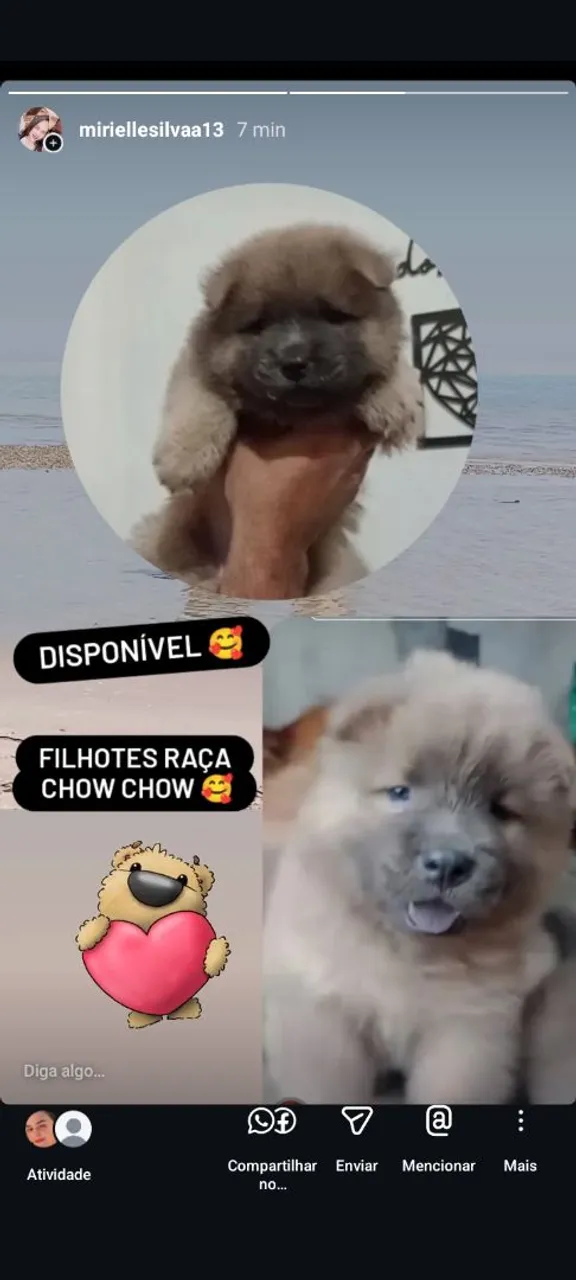 Filhotes Chow Chow - Lindos e Saudáveis