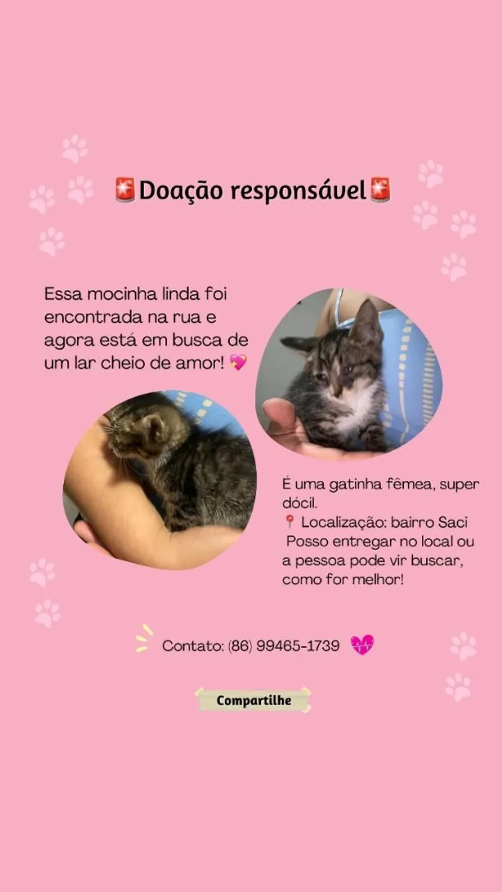 Gatinha para Adoção Responsável