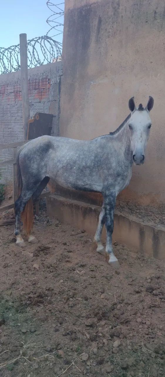 Égua manga larga registrada no provisório  - Foto 5