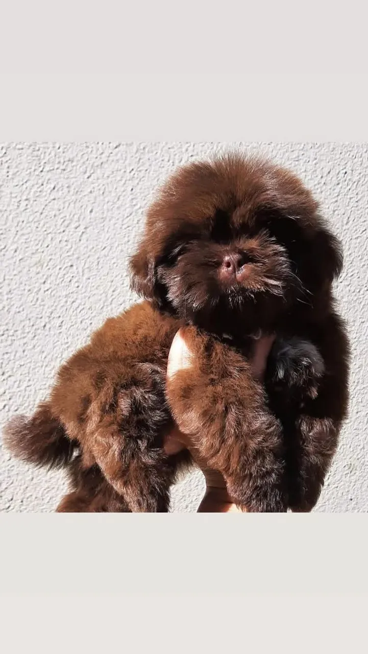 Filhote Shih Tzu Macho Marrom - Fofura Garantida!