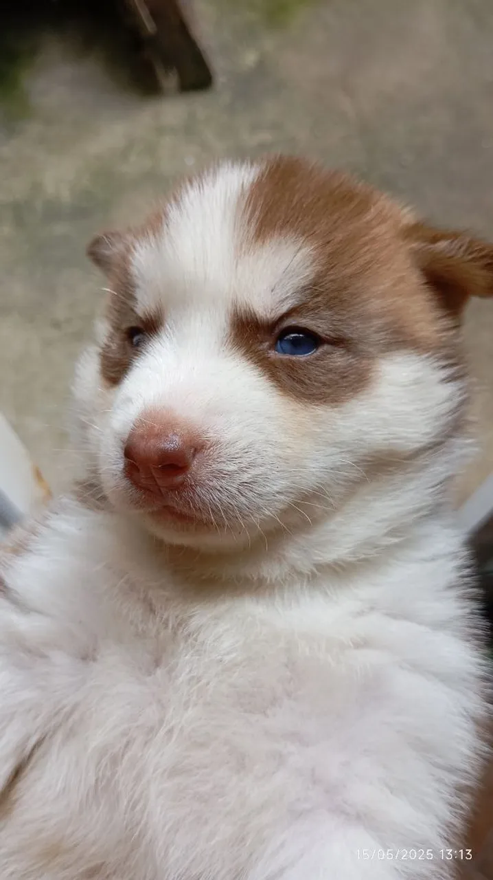 Husky Siberiano Filhotes