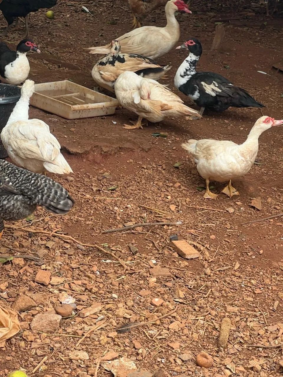 Casal de patos mansos
