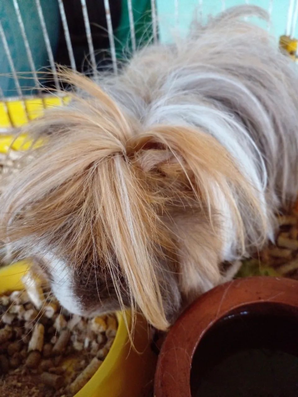 Porquinho da India, Alpaca, Sheltie, Peruano, Abissinio, Inglês, Angora, em Imbé RS - Foto 2