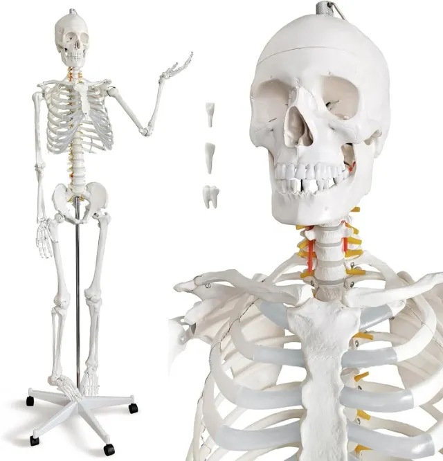 Modelo de esqueleto humano em tamanho real da marca HADWYN