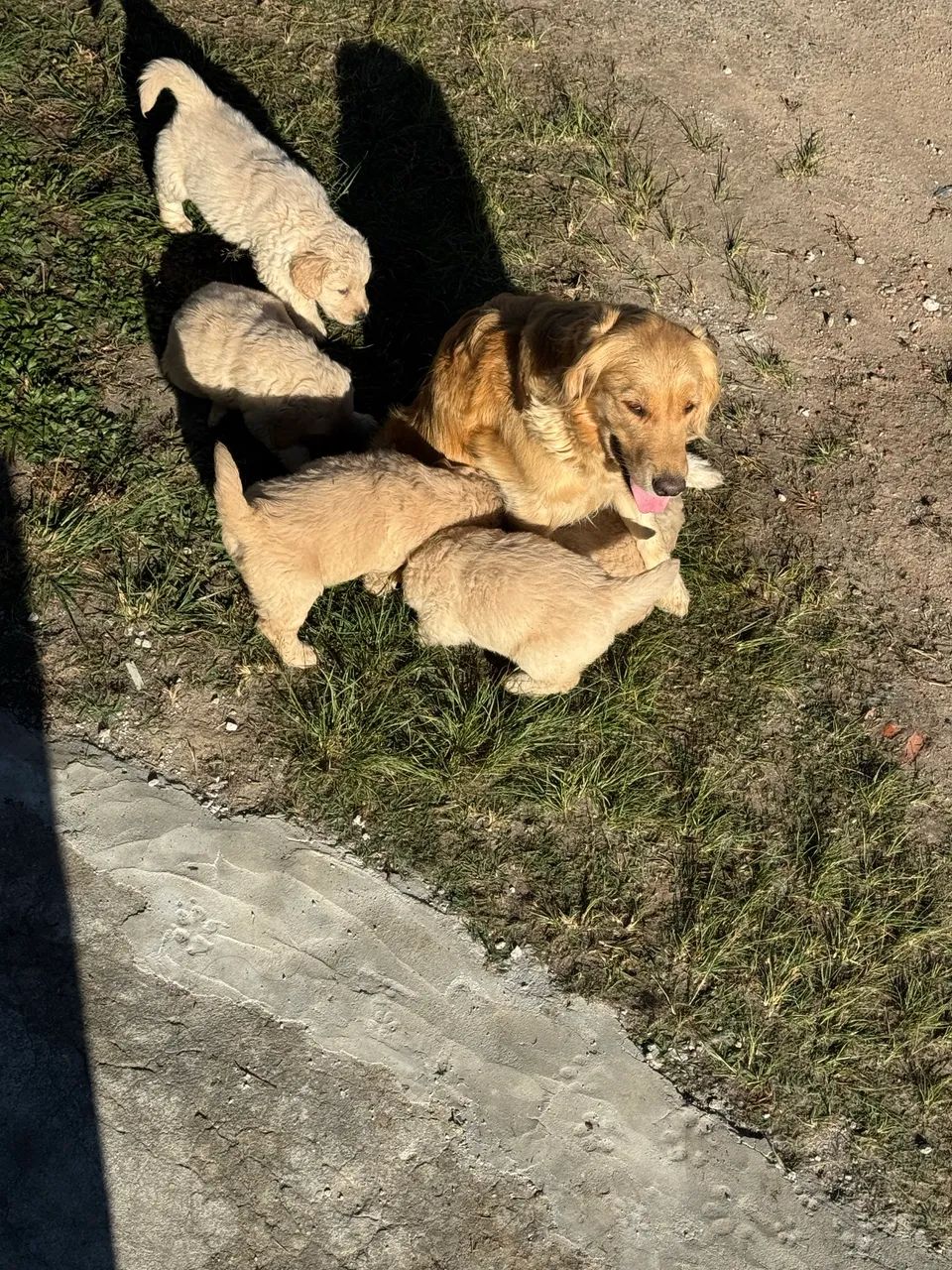 Filhotes de Golden  - Foto 2