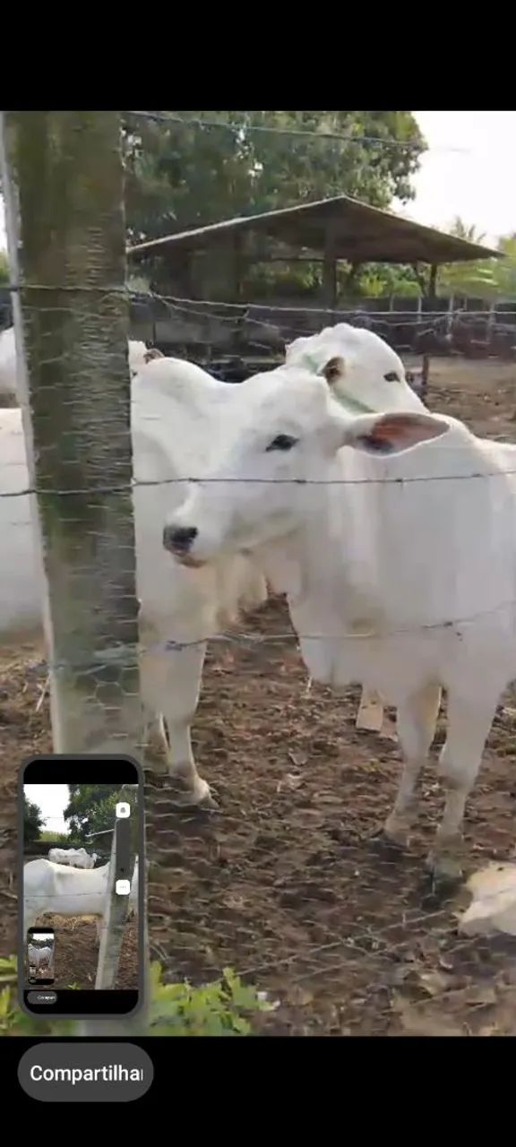 Vacas e bezerros nelore - Foto 2