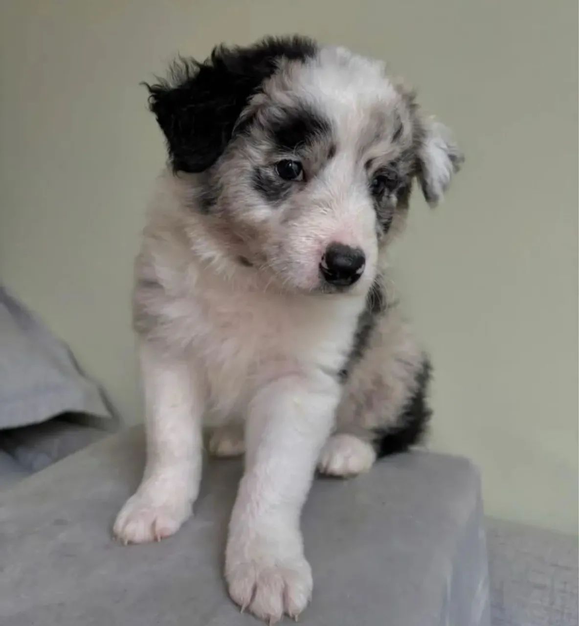 Border collie