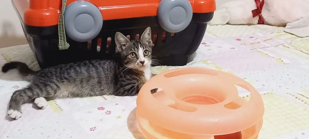 Gatinho Lindo para Doação - Foto 3