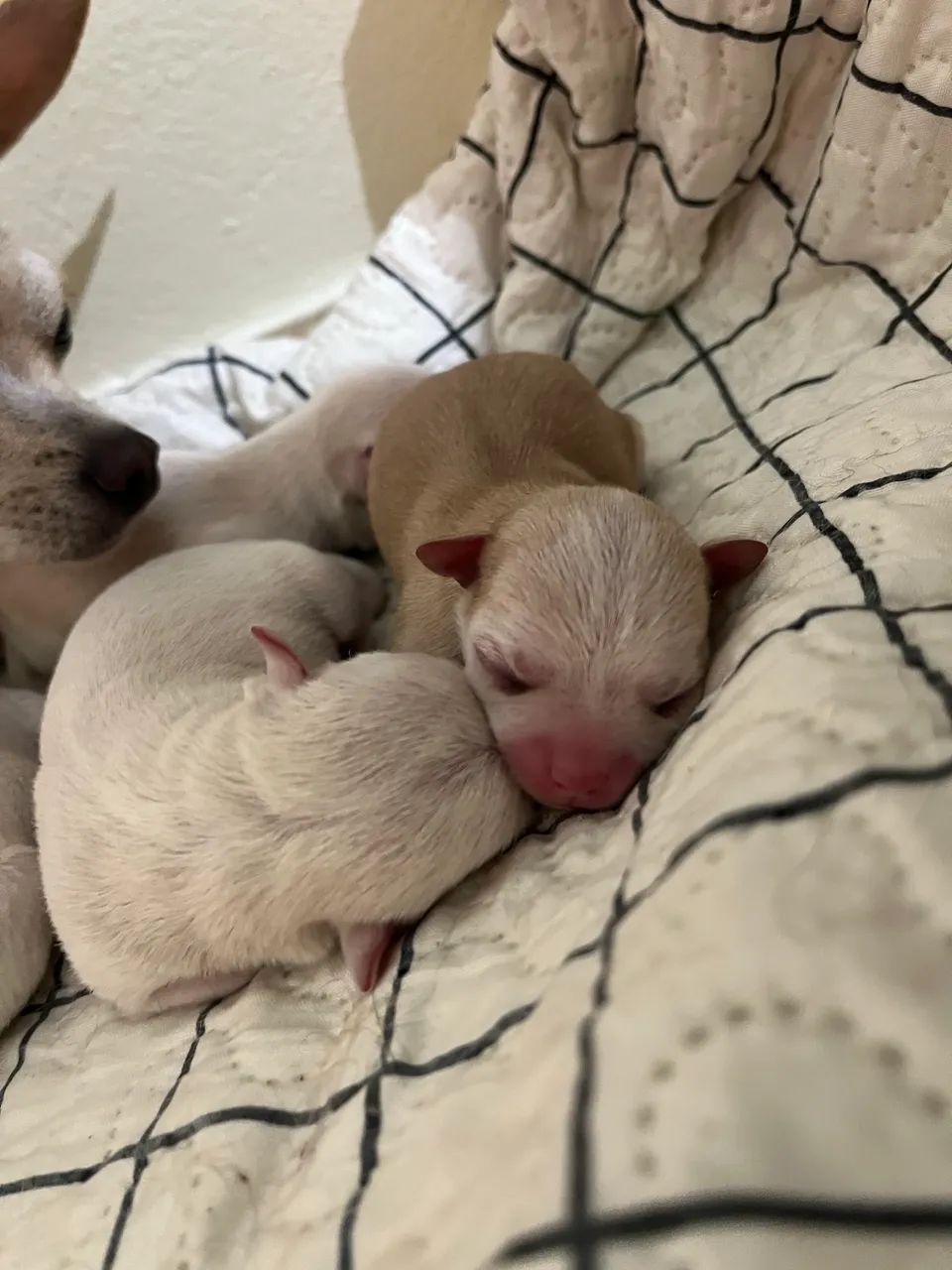 Chihuahua  - Foto 2