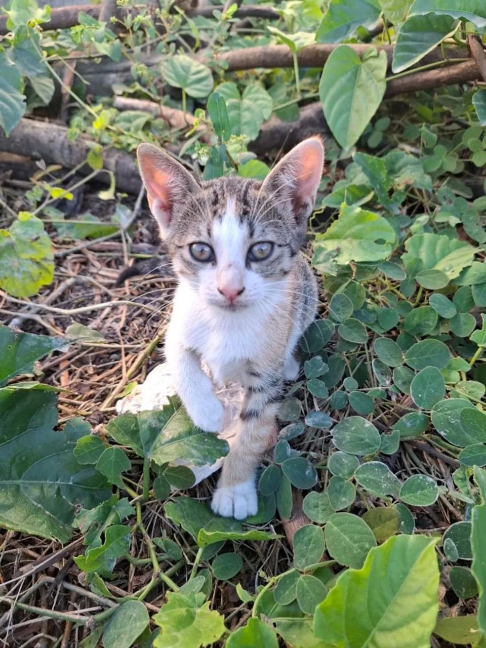 Gatinha para adoção responsável  - Foto 4