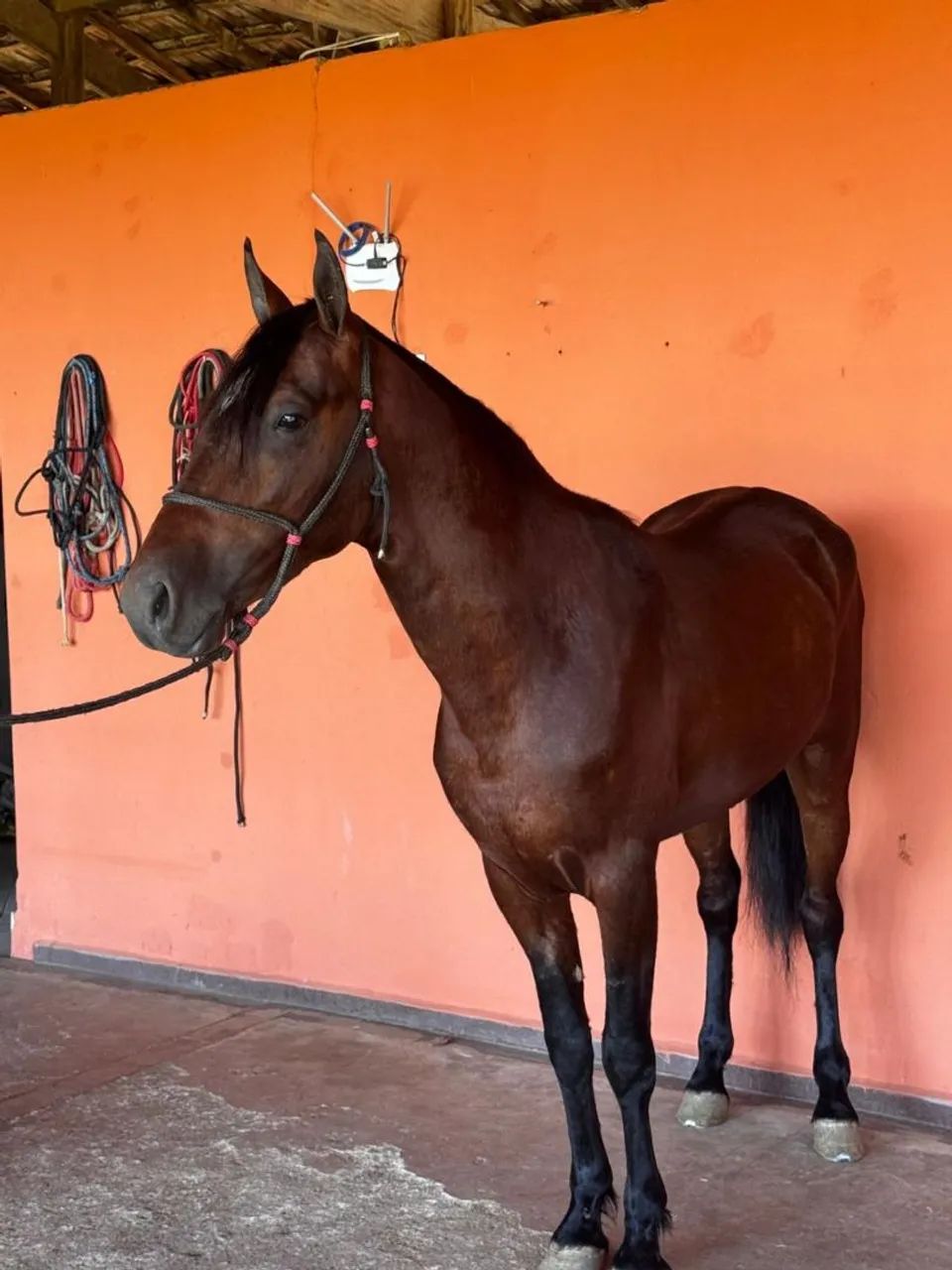 GARANHÃO (marcha picada) - Foto 2