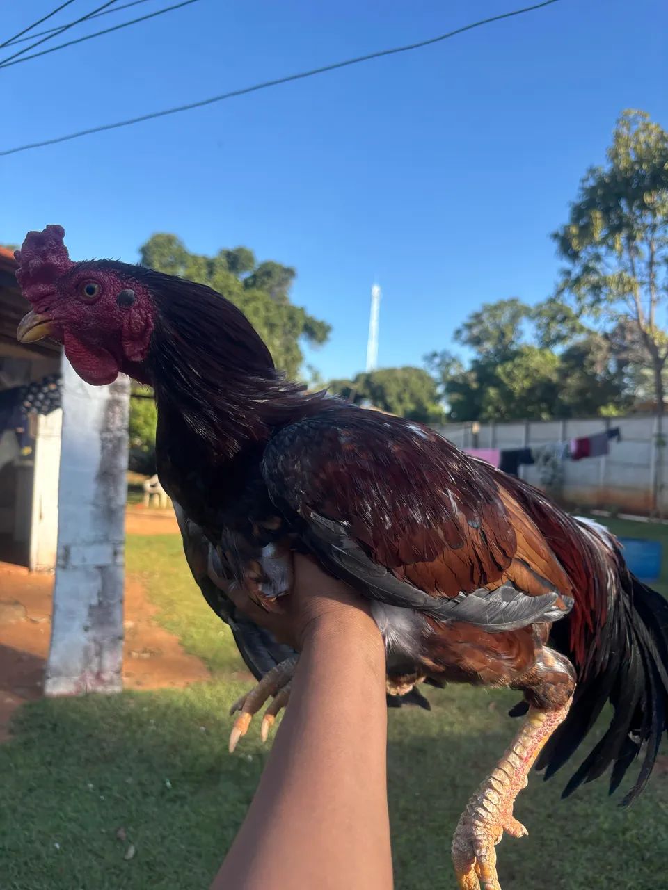 Galo  - Foto 3