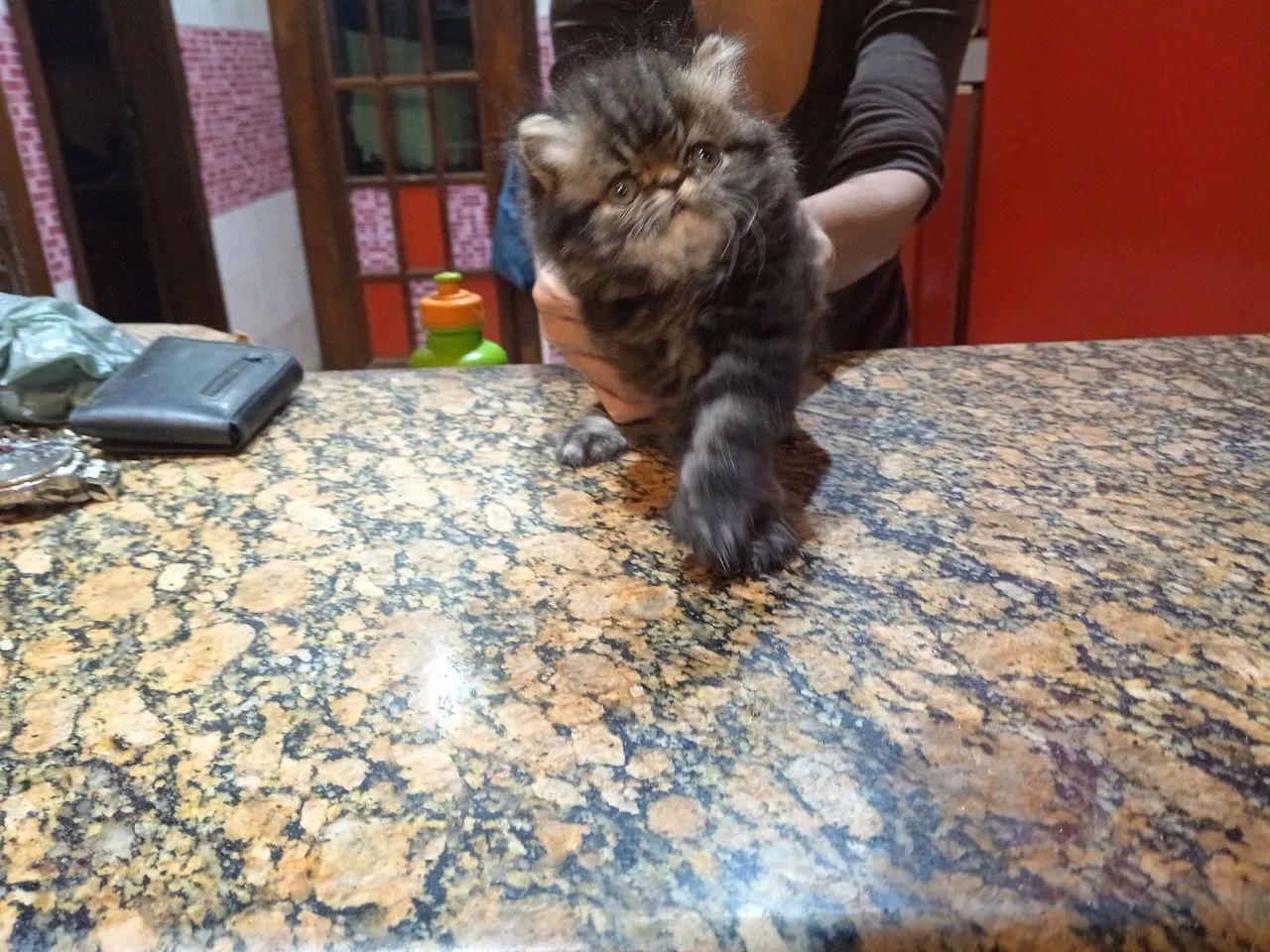 Gato persa 5200 - Foto 2