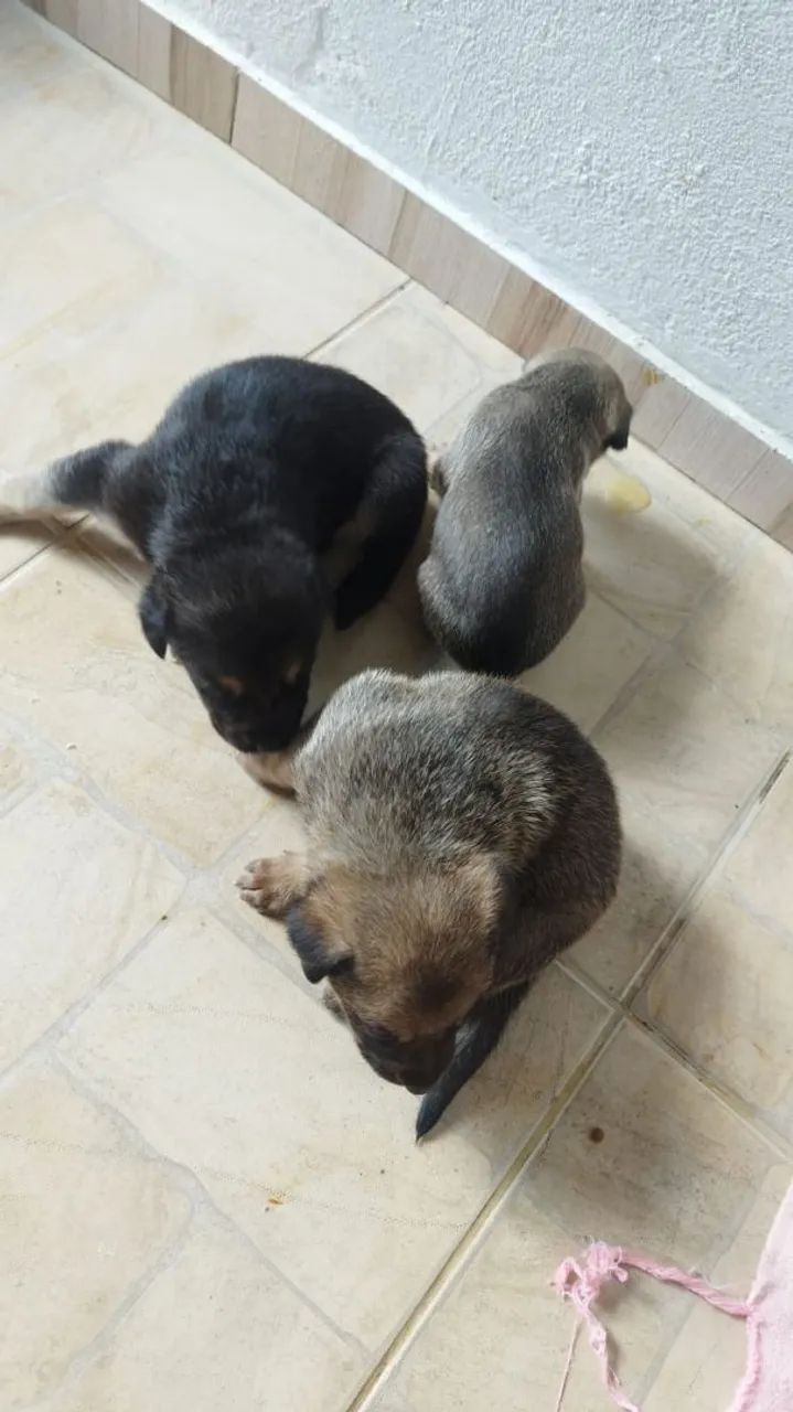 Filhotes de cachorro  - Foto 3
