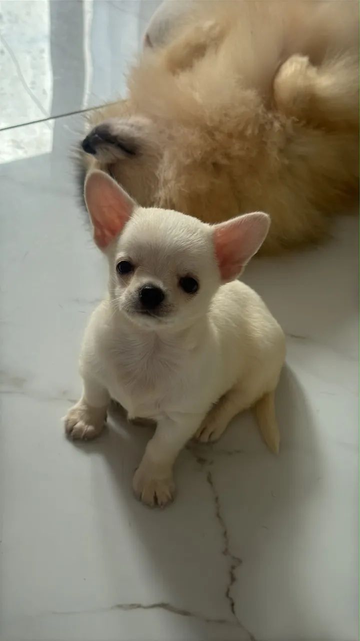 Chiuaua  - Foto 5