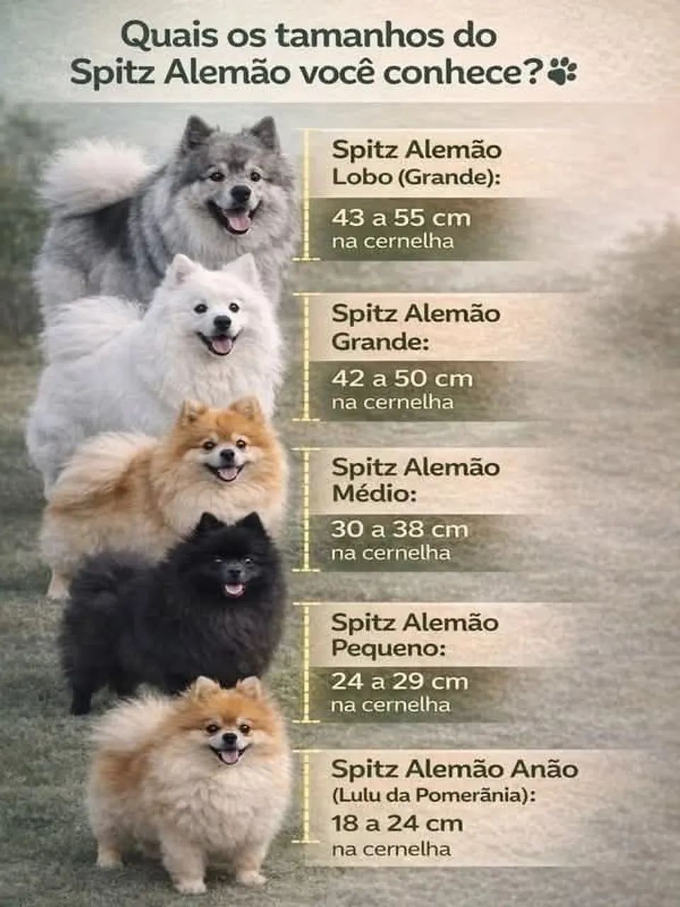 Spitz anão macho  - Foto 5