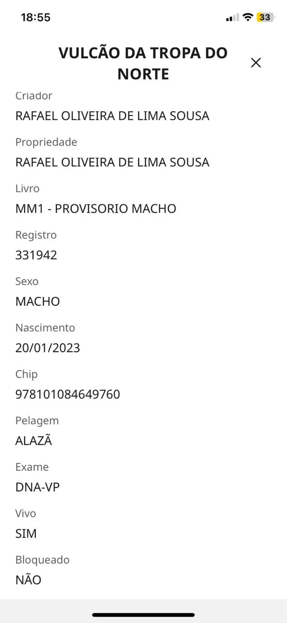 Potro REGISTRADO início de doma  - Foto 5