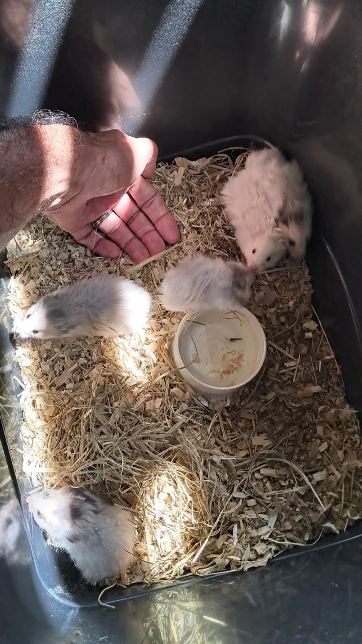 Hamster Sírio - Um pequeno companheiro para grandes momentos! - Foto 2