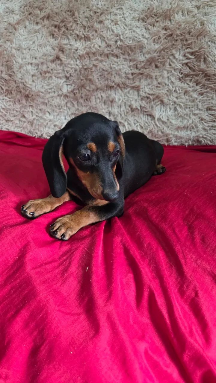 Fêmea Dachshund  - Foto 3