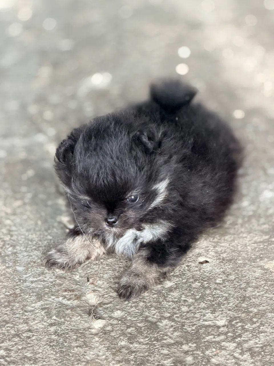 Filhote Spitz Alem ão Macho - Foto 2