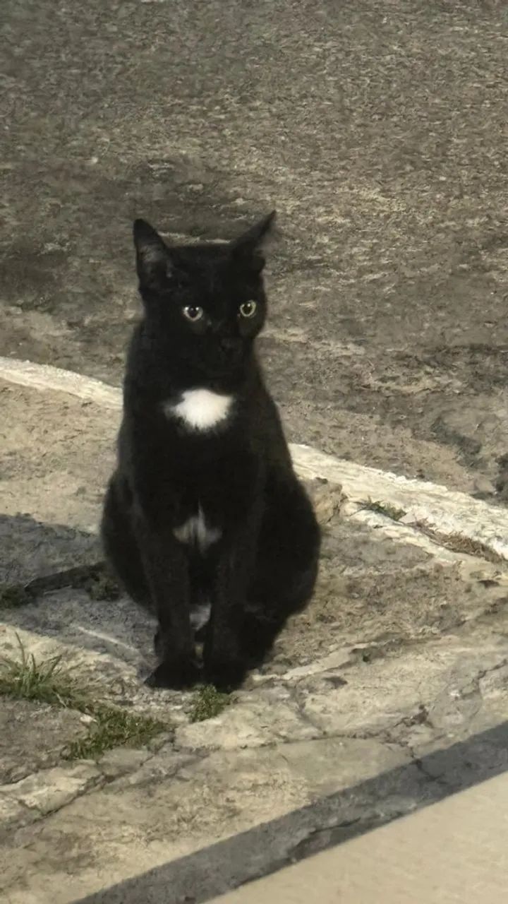 Gatinha castrada - Foto 2