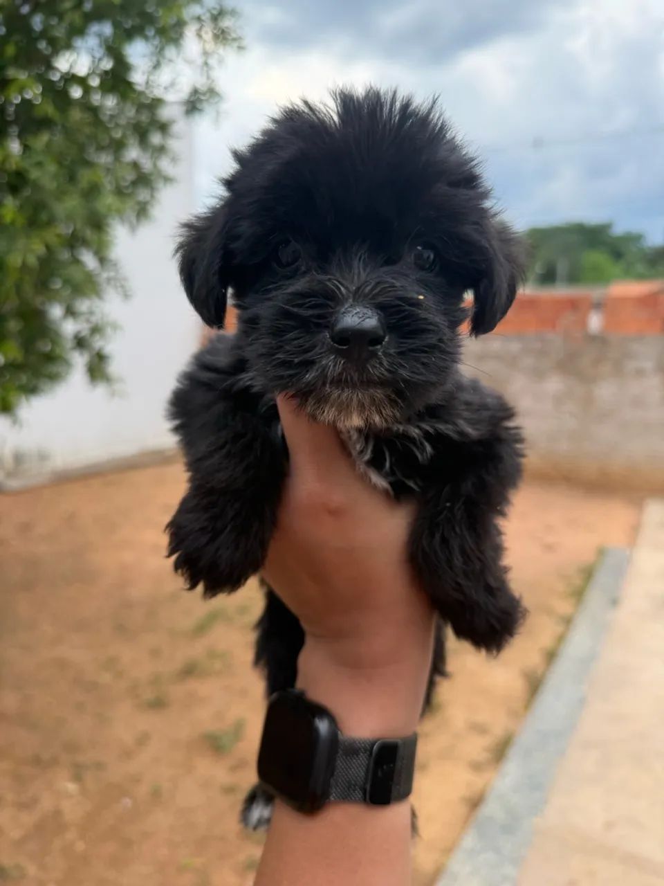 Cachorro  - Foto 2