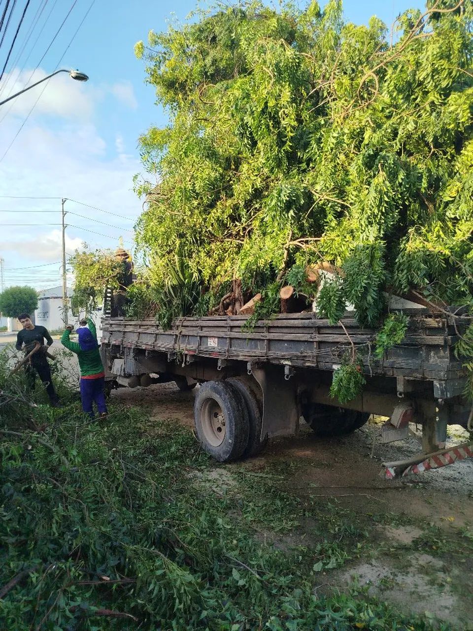 Serviço de podas. - Foto 5
