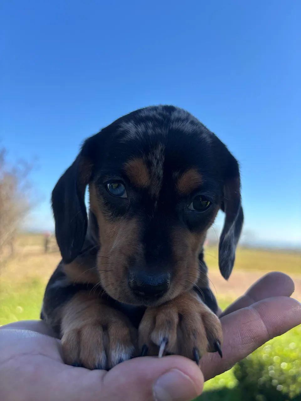 Dachshund  - Foto 3
