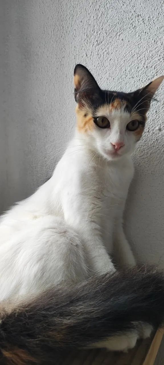 Gatinha adoção responsável  - Foto 3
