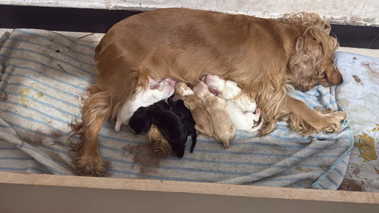 Cocker Spaniel inglês - Foto 2