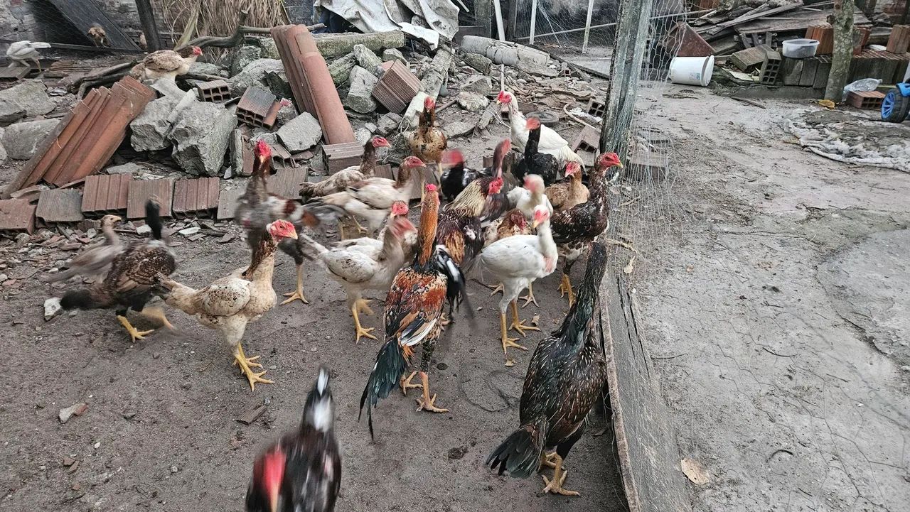 Galos, frangos e galinhas de raça - Foto 2