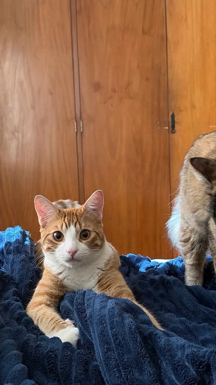 Gatinhos para adoção  - Foto 2