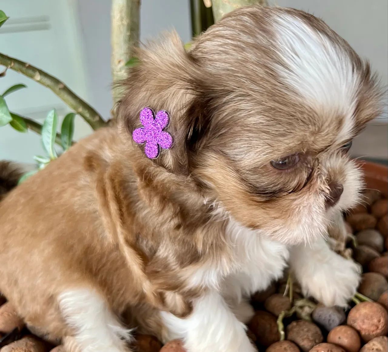 Shih Tzu - Foto 2