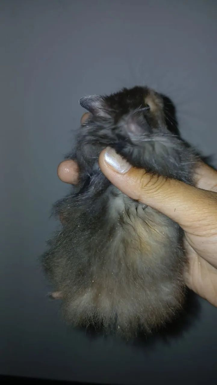 Hamster sírio angorá  - Foto 4