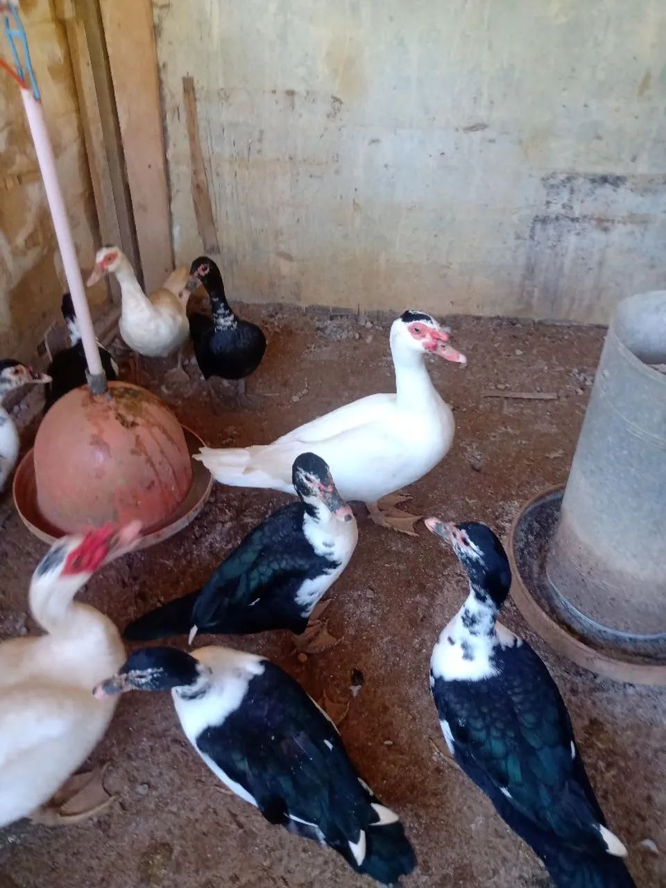 Patos  - Foto 2