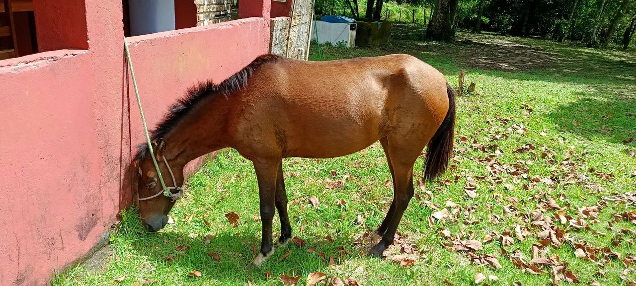 Poldra nova, muito bonita - Foto 3