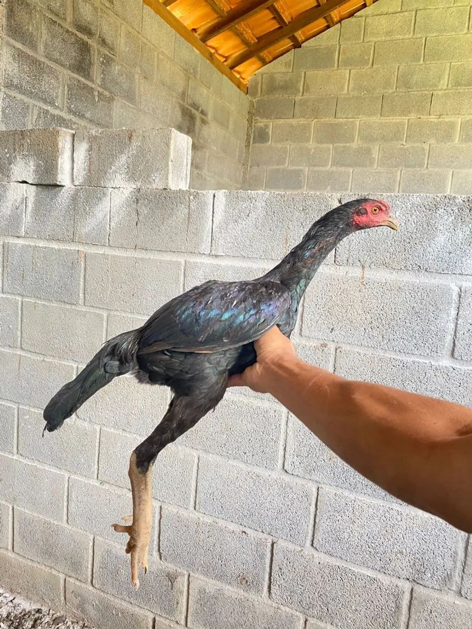 Vendo frango índio  - Foto 3