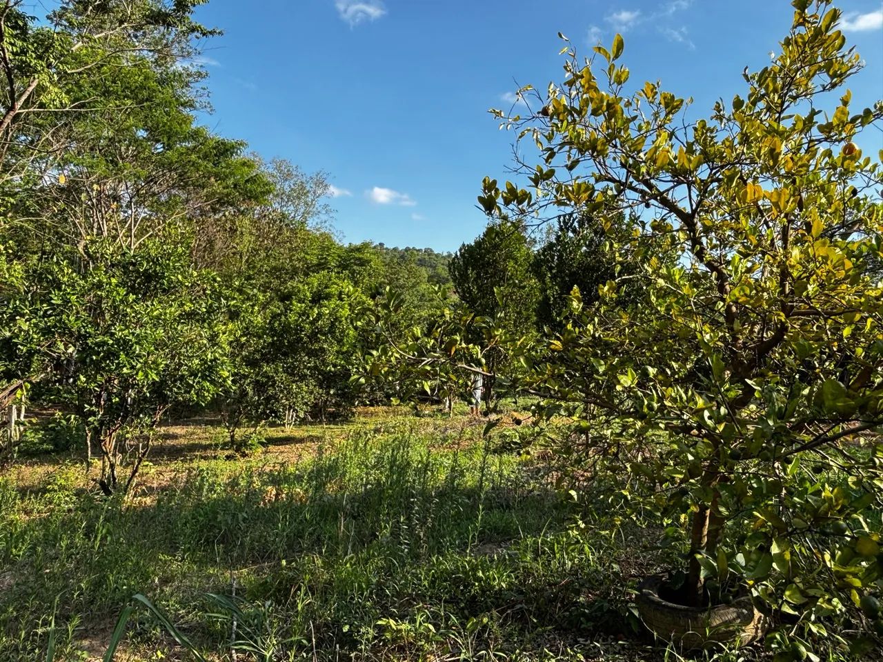 Chácara a venda  - Foto 5
