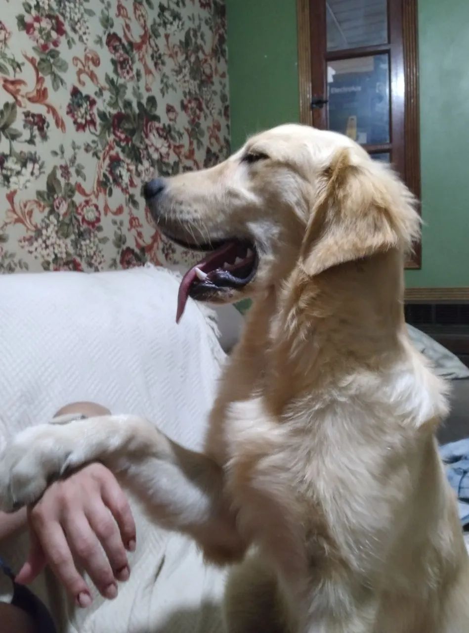 Filhotes de golden retrivier  - Foto 5