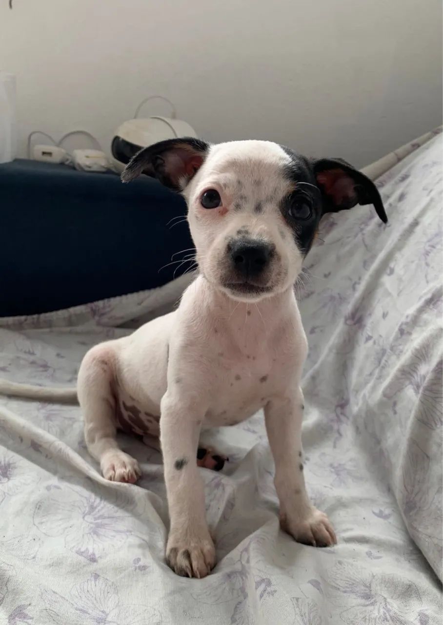 Doações de cachorros  - Foto 4