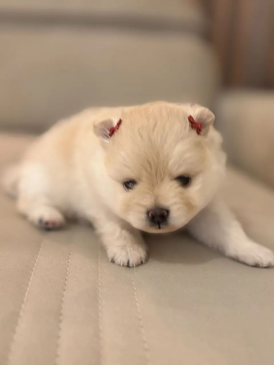 Spitz Alemão  - Foto 2
