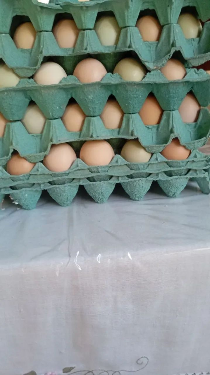 Ovos caipira germinados  - Foto 3