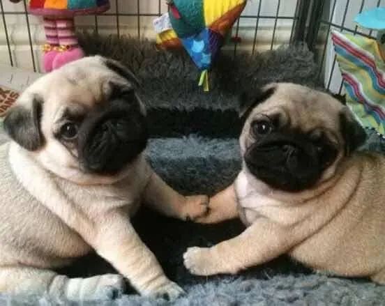 Pug casal Disponível  - Foto 3