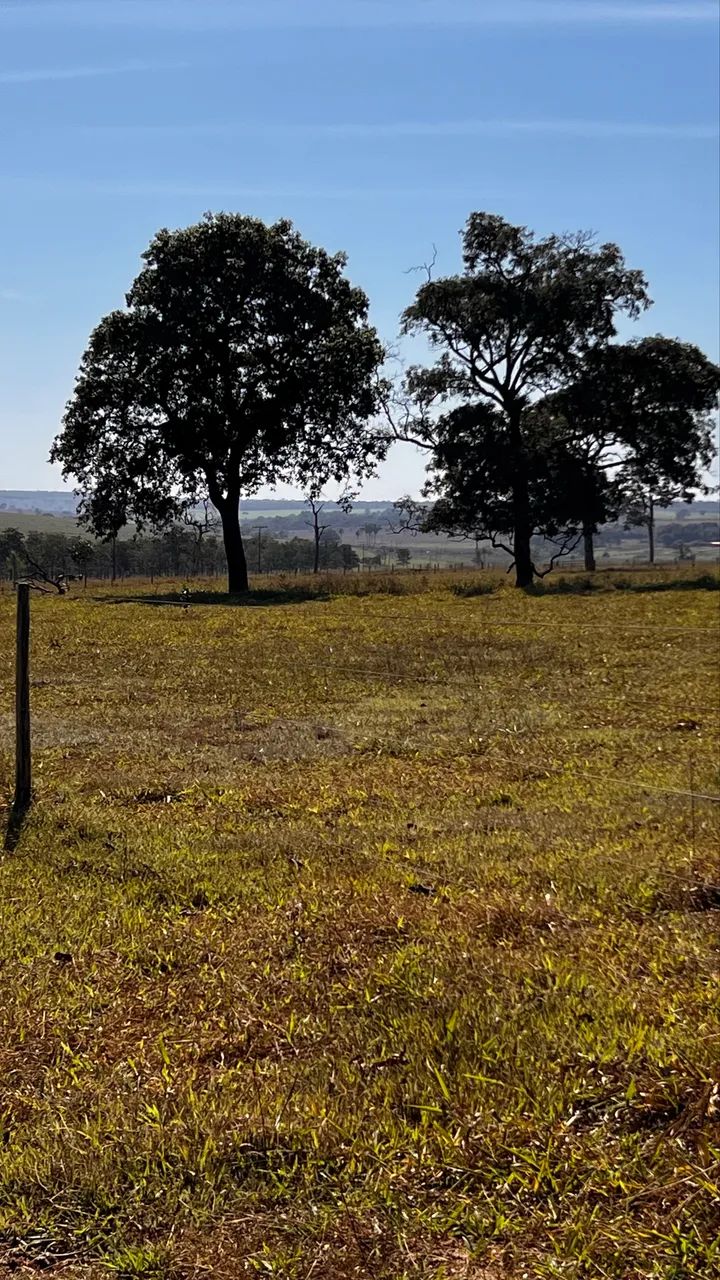 Faz Triângulo Mineiro - Foto 4