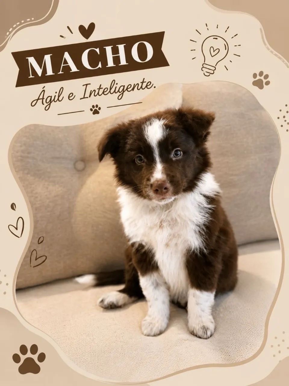 Filhotes de Border Collie - Foto 2